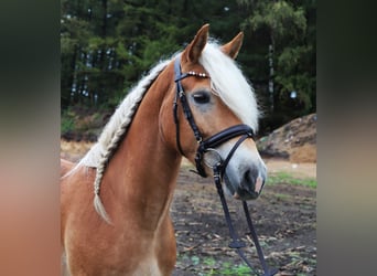 Haflinger, Hongre, 3 Ans, 153 cm, Alezan