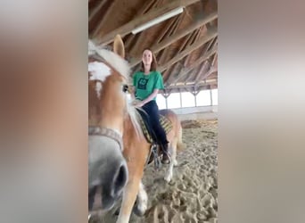 Haflinger, Hongre, 3 Ans, 153 cm, Bai clair