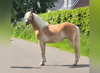 Haflinger, Hongre, 3 Ans, 155 cm