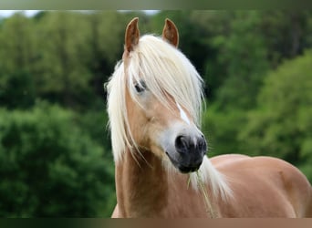 Haflinger, Hongre, 3 Ans, 158 cm