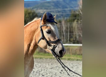 Haflinger, Hongre, 4 Ans, 145 cm, Alezan