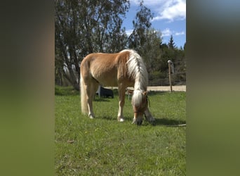 Haflinger, Hongre, 4 Ans, 145 cm