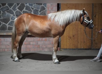 Haflinger, Hongre, 4 Ans, 146 cm