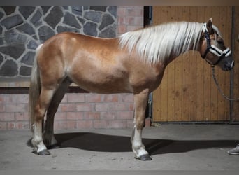 Haflinger, Hongre, 4 Ans, 146 cm