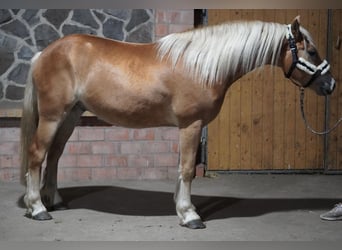 Haflinger, Hongre, 4 Ans, 146 cm