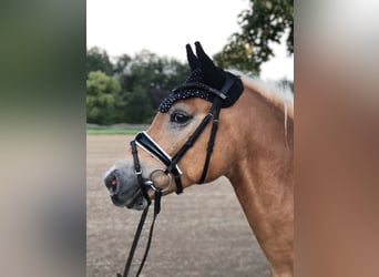 Haflinger, Hongre, 4 Ans, 147 cm, Alezan