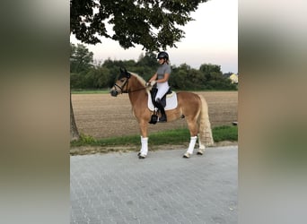 Haflinger, Hongre, 4 Ans, 147 cm, Alezan
