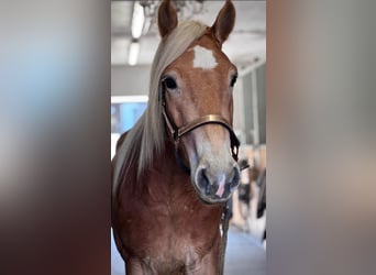 Haflinger, Hongre, 4 Ans, 147 cm, Alezan