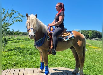 Haflinger, Hongre, 4 Ans, 147 cm, Alezan