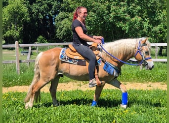 Haflinger, Hongre, 4 Ans, 147 cm, Alezan