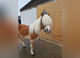 Haflinger, Hongre, 4 Ans, 147 cm