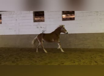 Haflinger, Hongre, 4 Ans, 149 cm, Alezan