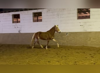 Haflinger, Hongre, 4 Ans, 149 cm, Alezan
