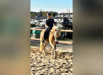 Haflinger, Hongre, 4 Ans, 150 cm, Alezan