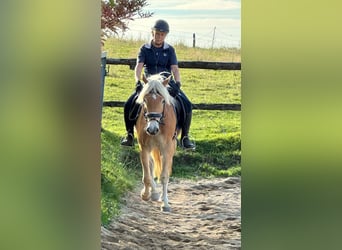 Haflinger, Hongre, 4 Ans, 150 cm, Alezan