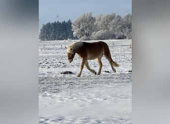 Haflinger, Hongre, 4 Ans, 150 cm, Alezan
