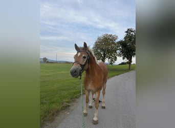 Haflinger, Hongre, 4 Ans, 151 cm, Alezan