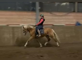 Haflinger, Hongre, 4 Ans, 152 cm, Alezan