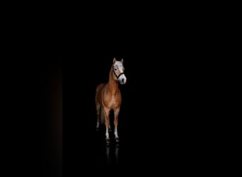 Haflinger, Hongre, 4 Ans, 152 cm, Alezan
