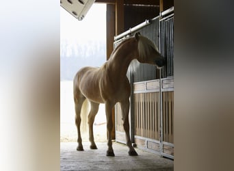 Haflinger, Hongre, 4 Ans, 152 cm, Alezan
