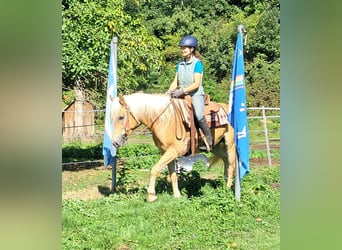 Haflinger, Hongre, 4 Ans, 153 cm, Alezan