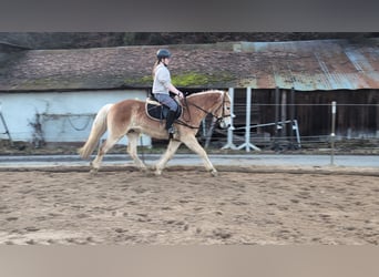 Haflinger, Hongre, 4 Ans, 154 cm, Alezan cuivré