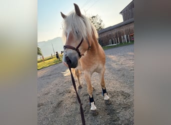Haflinger, Hongre, 4 Ans, 156 cm, Alezan