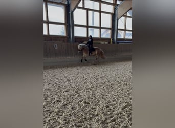 Haflinger, Hongre, 4 Ans, 159 cm, Alezan