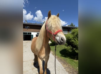 Haflinger, Hongre, 4 Ans, 159 cm, Alezan