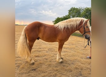 Haflinger Croisé, Hongre, 4 Ans, 160 cm, Alezan