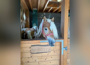 Haflinger, Hongre, 4 Ans, 160 cm, Alezan