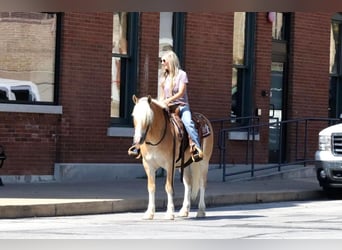 Haflinger, Hongre, 5 Ans, 140 cm, Alezan cuivré