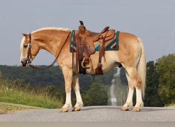 Haflinger, Hongre, 5 Ans, 140 cm, Alezan cuivré