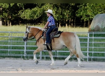 Haflinger, Hongre, 5 Ans, 140 cm, Alezan cuivré