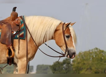 Haflinger, Hongre, 5 Ans, 140 cm, Alezan cuivré