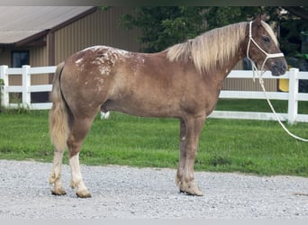 Haflinger Croisé, Hongre, 5 Ans, 142 cm, Alezan cuivré