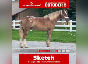 Haflinger Croisé, Hongre, 5 Ans, 142 cm, Alezan cuivré