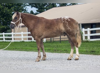 Haflinger Croisé, Hongre, 5 Ans, 142 cm, Alezan cuivré