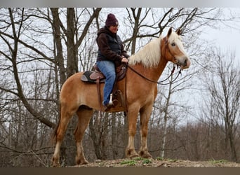 Haflinger, Hongre, 5 Ans, 145 cm, Alezan brûlé