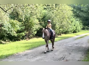 Haflinger, Hongre, 5 Ans, 145 cm, Rouan Rouge