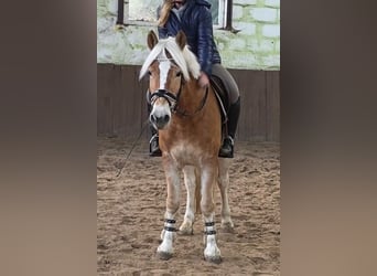 Haflinger, Hongre, 5 Ans, 147 cm, Palomino