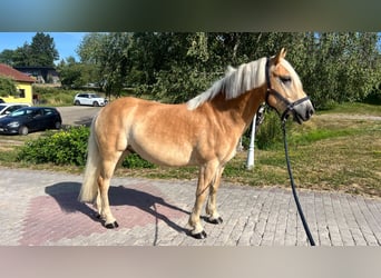 Haflinger, Hongre, 5 Ans, 151 cm, Alezan