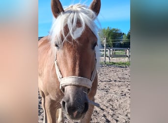 Haflinger, Hongre, 5 Ans, 151 cm, Alezan