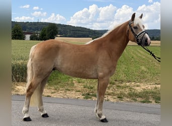 Haflinger, Hongre, 5 Ans, 154 cm, Alezan