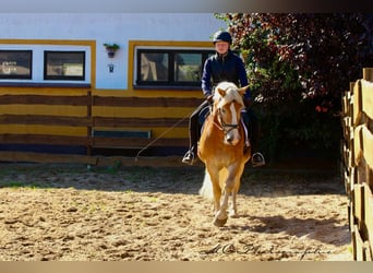 Haflinger, Hongre, 5 Ans, 154 cm, Bai clair