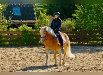 Haflinger, Hongre, 5 Ans, 154 cm, Bai clair
