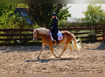 Haflinger, Hongre, 5 Ans, 154 cm, Bai clair