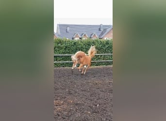 Haflinger, Hongre, 5 Ans, 155 cm, Alezan