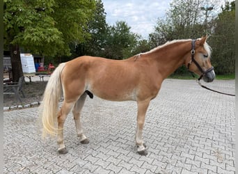 Haflinger, Hongre, 5 Ans, 155 cm, Alezan