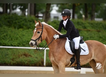 Haflinger, Hongre, 5 Ans, 156 cm, Bai clair